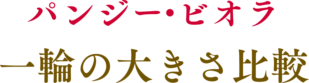 パンジー・ビオラ 一輪の大きさ比較