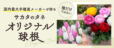 国内最大手種苗メーカーが誇る サカタのタネ オリジナル球根
