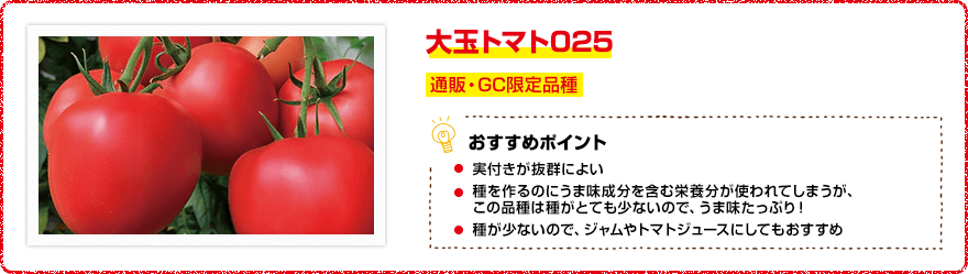 大玉トマト025 通販・GC限定品種　【おすすめポイント】・実付きが抜群によい・種を作るのにうま味成分を含む栄養分が使われてしまうが、この品種は種がとても少ないので、うま味たっぷり！・種が少ないので、ジャムやトマトジュースにしてもおすすめ