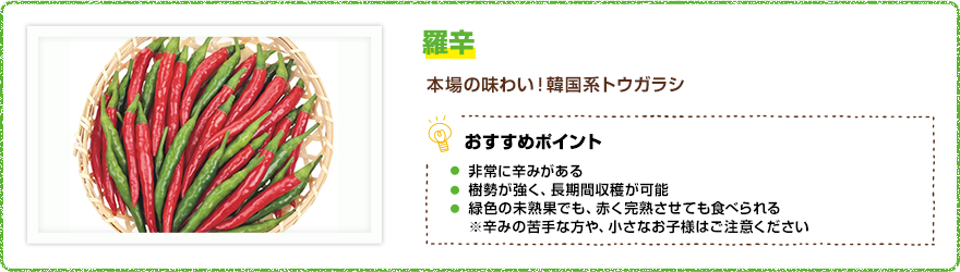 羅辛（らしん）本場の味わい！韓国系トウガラシ　【おすすめポイント】・非常に辛みがある・樹勢が強く、長期間収穫が可能・緑色の未熟果でも、赤く完熟させても食べられる ※辛みの苦手な方や、小さなお子様はご注意ください