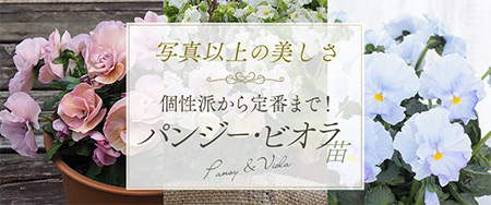 写真以上の美しさ 個性派から定番まで！パンジー・ビオラ苗