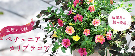 新商品が続々登場！花壇の主役 ペチュニア・カリブラコア
