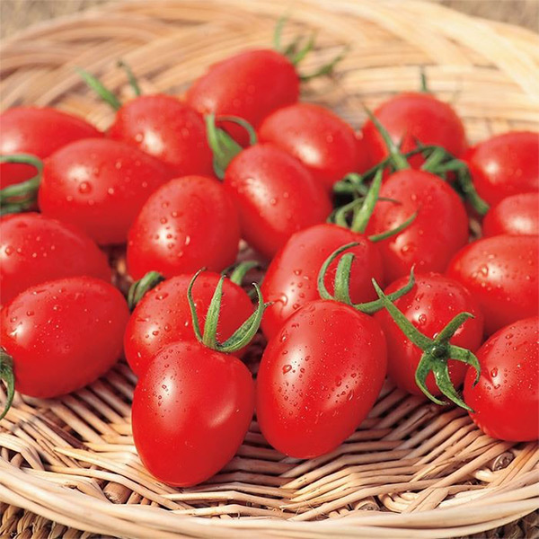 イチ押しトマト品種 アイコ