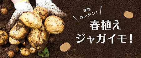 栽培カンタン!春植えジャガイモ!