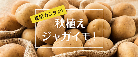 栽培カンタン！秋植えジャガイモ！
