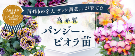 苗作りの名人が育てた 高品質パンジー・ビオラ苗