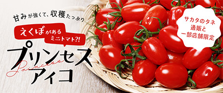 サカタのタネ通販と一部店舗限定 甘みが強くて、収穫たっぷりプリンセスアイコ