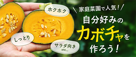 家庭菜園 カボチャの育て方 自分好みのカボチャを作ろう！