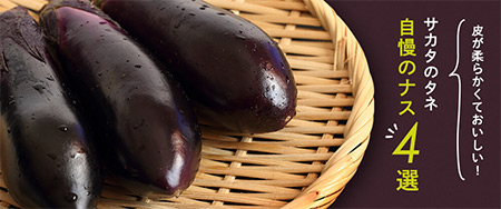 皮が柔らかくておいしい！サカタのタネ自慢のナス4選