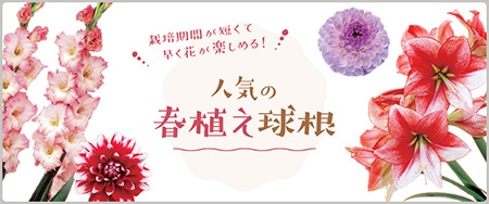 栽培期間が短くて早く花が楽しめる！人気の春植え球根