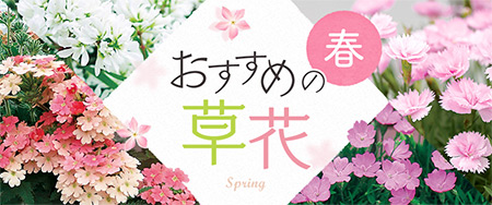 春 おすすめの草花