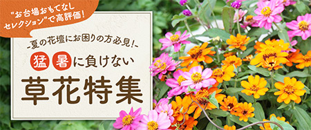 夏の花壇にお困りの方必見！猛暑に負けない草花特集