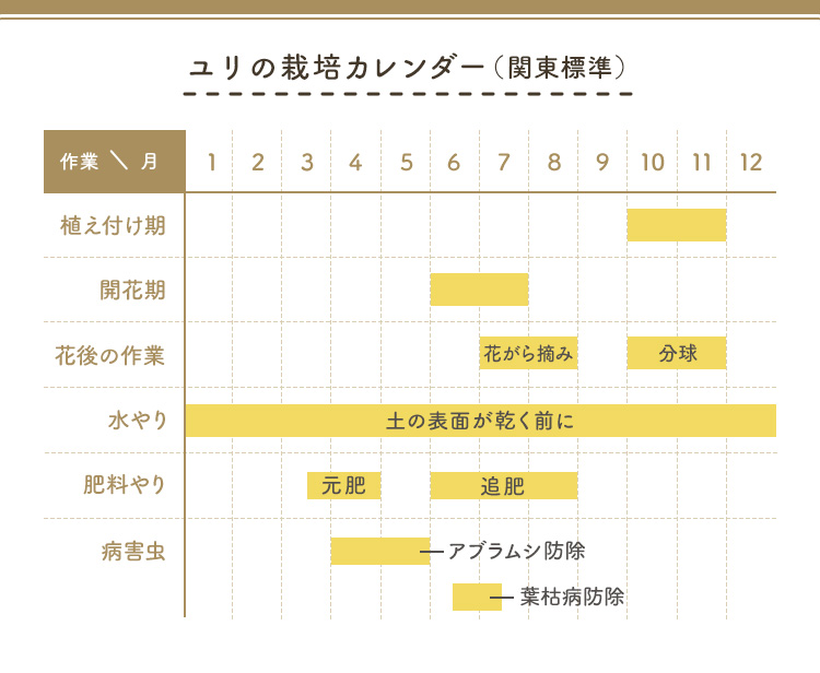 ユリの栽培カレンダー（関東標準）