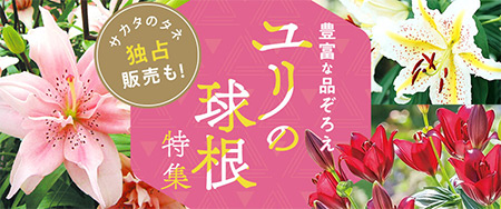 サカタのタネ独占販売も！豊富な品ぞろえ！ユリの球根特集
