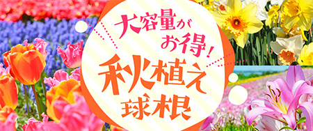 大容量がお得！秋植え球根