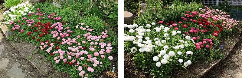 チロリアンデージー128穴の経過の写真