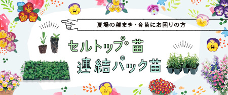 栽培のプロが育てた若い苗をお届け 秋のセルトップ苗・連結パック苗
