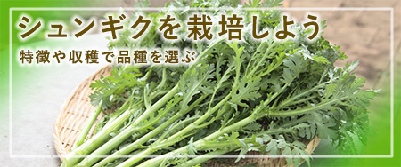 シュンギクを栽培しよう 特徴や収穫で品種を選ぶ
