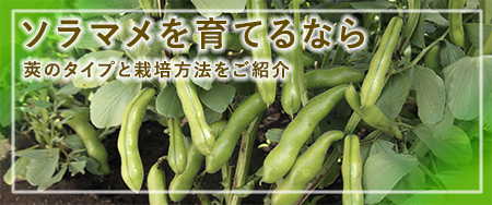 ソラマメを育てるなら 莢のタイプと栽培方法をご紹介