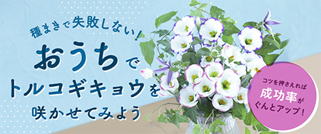種まきで失敗しない！おうちでトルコギキョウを咲かせてみよう
