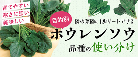 隣の菜園に1歩リードできる 目的別ホウレンソウ品種の使い分け