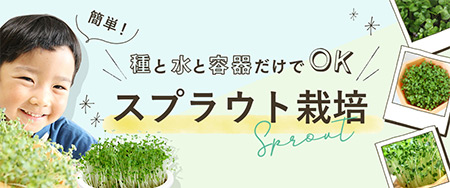 種と水と容器だけでOK！簡単！スプラウト栽培