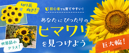 あなたにぴったりのヒマワリを見つけよう