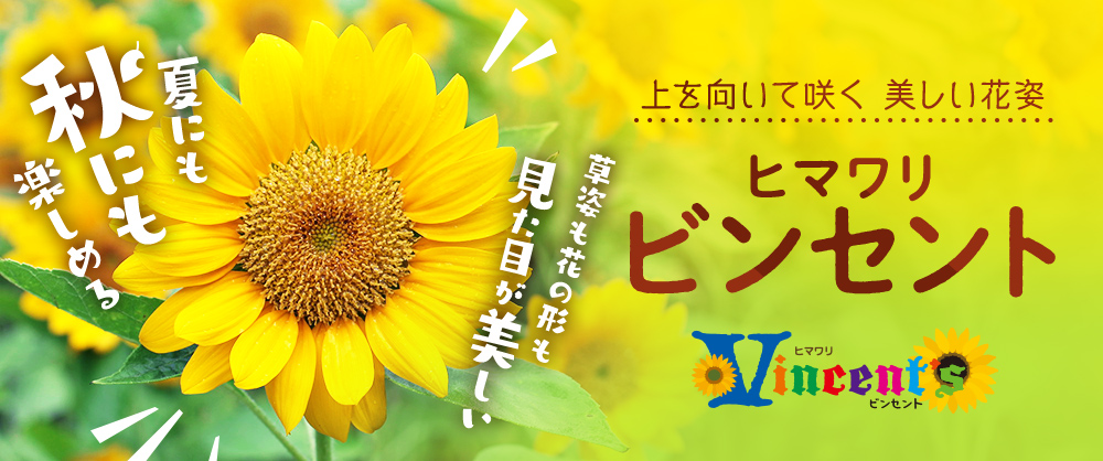 『アートなひまわり フォトコンテスト』を開催！上を向いて咲く美しい花姿 ヒマワリビンセント