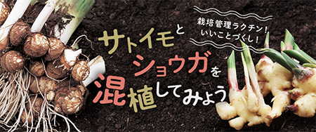 栽培管理ラクチン！いいことづくし！サトイモとショウガを混植してみよう