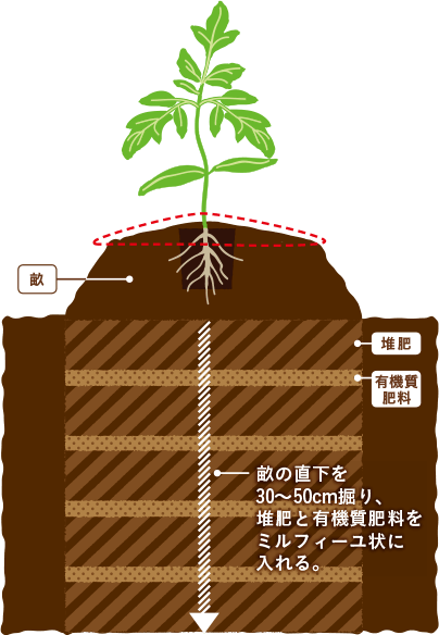 ミルフィーユ状に堆肥と有機質肥料を入れ、植え付け場所を緩やかな傾斜にしている図