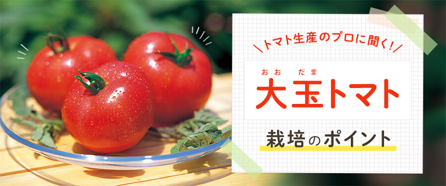 トマト生産のプロに聞く！大玉トマト栽培のポイント