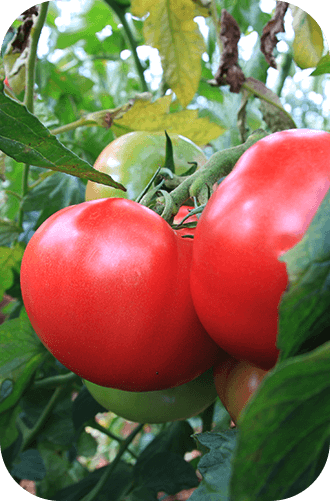 赤く実ったトマトの苗
