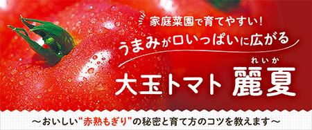家庭菜園で育てやすい！うまみが口いっぱいに広がる「大玉トマト 麗夏」