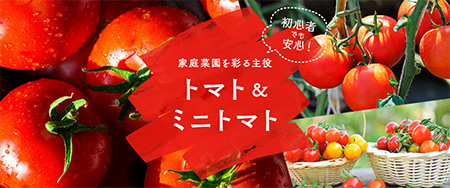初心者でも安心！家庭菜園を彩る主役 トマト＆ミニトマト