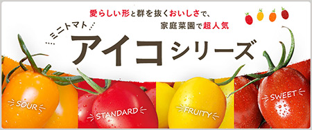 愛らしい形と群を抜くおいしさ！家庭菜園で超人気！！ ミニトマト アイコシリーズ