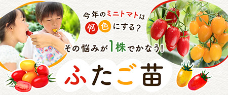 今年のミニトマトは何色にする？その悩みが1株でかなう！「ふたご苗」