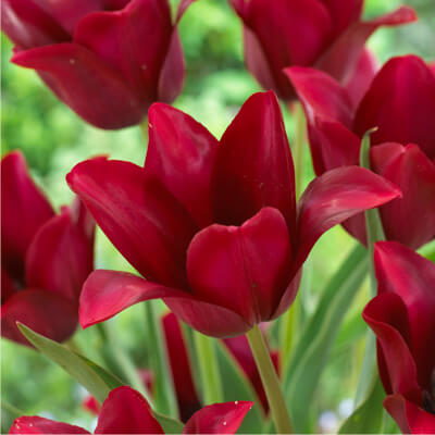 チューリップ 一重咲きメルロット 5球1組