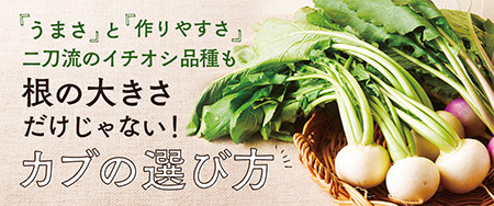 うまさと作りやすさ二刀流のイチオシ品種も！根の大きさだけじゃない！カブの選び方
