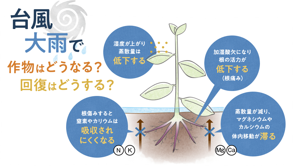 台風・大雨で作物はどうなる？回復はどうする？　湿度が上がり蒸散量は低下する。加湿酸欠になり根の活力が低下する（根痛み）。根傷みすると窒素やカリウムは吸収されにくくなる（N、K）。蒸散量が減り、マグネシウムやカルシウムの体内移動が滞る（Mg、Ca）。