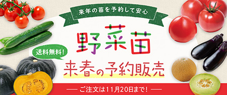 来年の苗を予約して安心 野菜苗 来春の予約販売