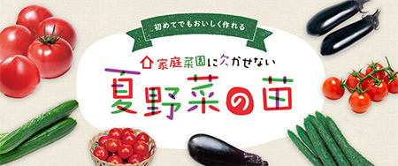 初めてでもおいしく作れる 家庭菜園に欠かせない夏野菜の苗