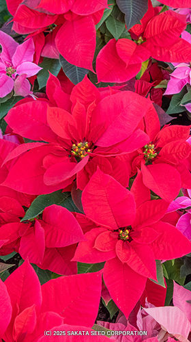 2025年12月の写真 ポインセチア