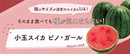 そのまま食べても種が気にならない スイカ ピノ・ガール