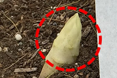 ホワイトアスパラガスに向かない芽