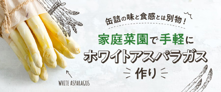 缶詰の味と食感とは別物！家庭菜園で手軽にホワイトアスパラガス作り