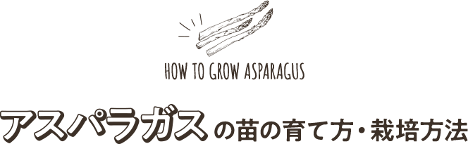 アスパラガスの苗の育て方・栽培方法