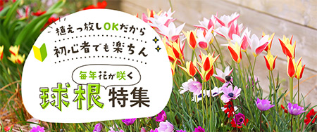 植えっ放しOKだから初心者でも楽ちん♪毎年花が咲く球根特集