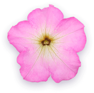 ペチュニア パフィン 花のアップ写真