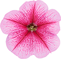 よく咲くペチュニア バカラiQ ストロベリーの説明を見る
