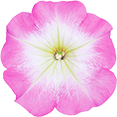 よく咲くペチュニア バカラiQ ピンクモーンの説明を見る